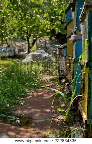 From Beehive Entrancebees Creep Out.