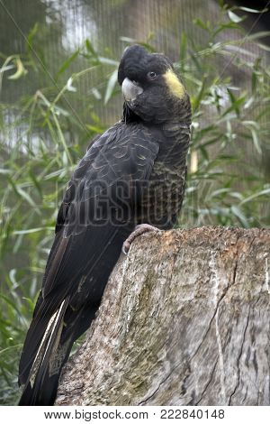 yellow tailed black cockatoo is perched on a tree  stump