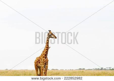 The Giraffe (giraffa), Genus Of African Even-toed Ungulate Mammals, The Tallest Living Terrestrial A