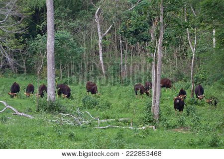 Gaur In The Nature Habitat In Thailand