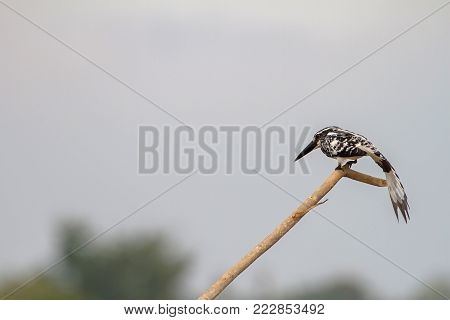 Gaur In The Nature Habitat In Thailand