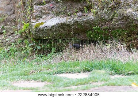 The Shiny Cowbird Parasitizing The Rufous Collared Sparrow