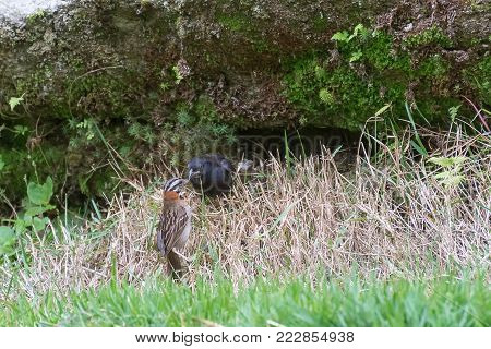 The Shiny Cowbird Parasitizing The Rufous Collared Sparrow