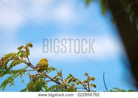 Close Up Of Wild Canary Passerine Bird Perched