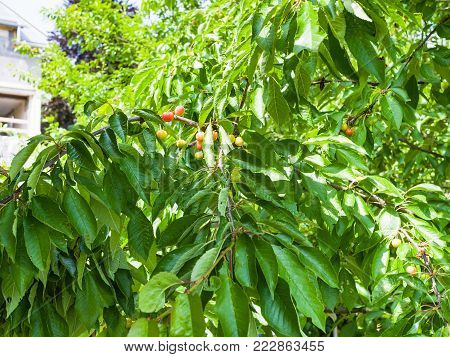 unripe fruits on plum tree on backyard of townhouse in summer day in Gerolstein city, Germany