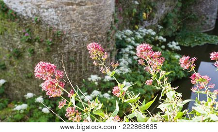 travel to France - pink fllowers on the edge of castle moat in Boulogne-sur-Mer in summer morning
