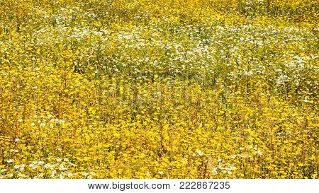 travel to France - panoramic view of white and yellow chamomile flowers on meadow on atlantic coast in Paimpol town in Cotes-d'Armor department of Brittany in summer