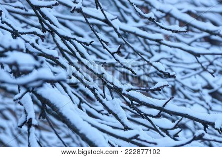 thin branches of trees under white snow