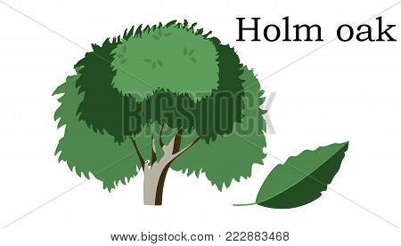 Holm oak  Trees vector element. vector icon green