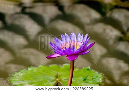 Closed up pueple lotus is blomming in the pond