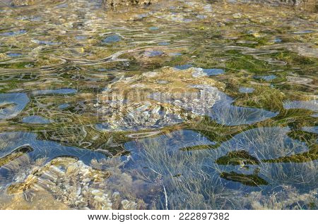 Seaweed on a sea bottom seen through sea water