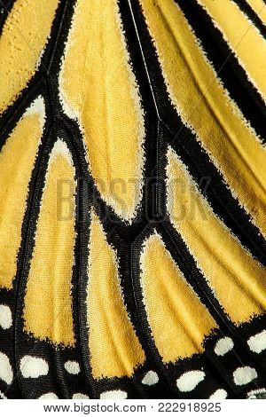Wing pattern of monarch butterfly, Danaus plexippus