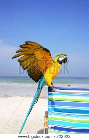 Playa de Guacamayo