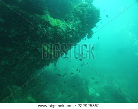 The View Of Fish Under Sea Coral