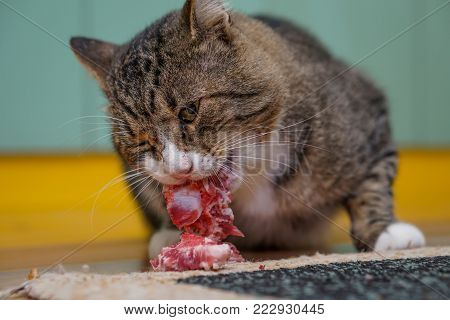 Cat Eat Raw Meat On Carpet In Kichen