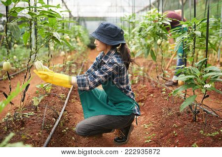 Female farm worker checking plants at hothouse