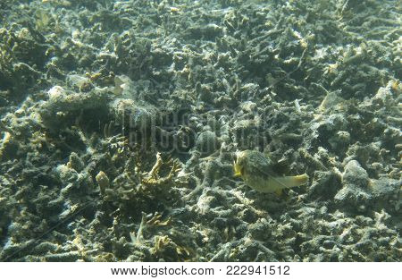 Dog fish swimming in the reef of Indonesia