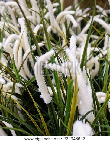 Artificial Feather Pennisetum or Mission Grass for Home and Office Decoration without The Care.