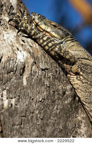 Goanna ที่พัก