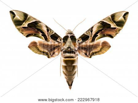 Female oleander hawk-moth (Daphnis nerii) isolated on white background 