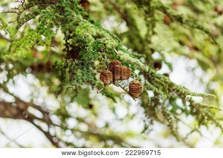 brown bumps on green spruce branch in the winter