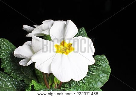 Primula. Flower plant primula closeup on black reflective studio background. Isolated black shiny mirror mirrored background for every concept. Primula.