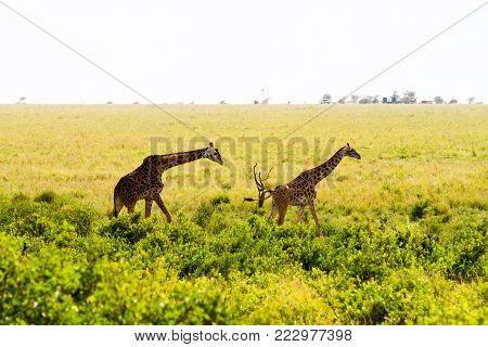 The Giraffe (giraffa), Genus Of African Even-toed Ungulate Mammals, The Tallest Living Terrestrial A