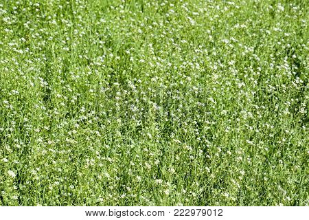 Plant a shepherd's bag. Capsella bursa-pastoris. Glade with a shepherd's bag