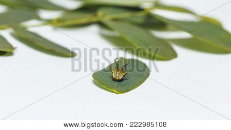 Isolated Caterpillar To Chrysali Of Great Eggfly Butterfly ( Hypolimnas Bolina Linnaeus ) On White W