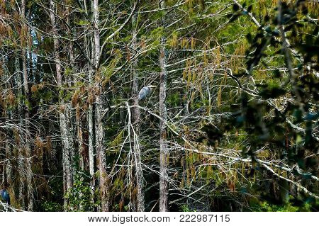 Great Blue Heron (area Herodias) Perched In A Cypress Tree