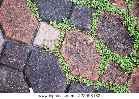 Green Moss On Paving Bricks Stone Footpath Texturebackground