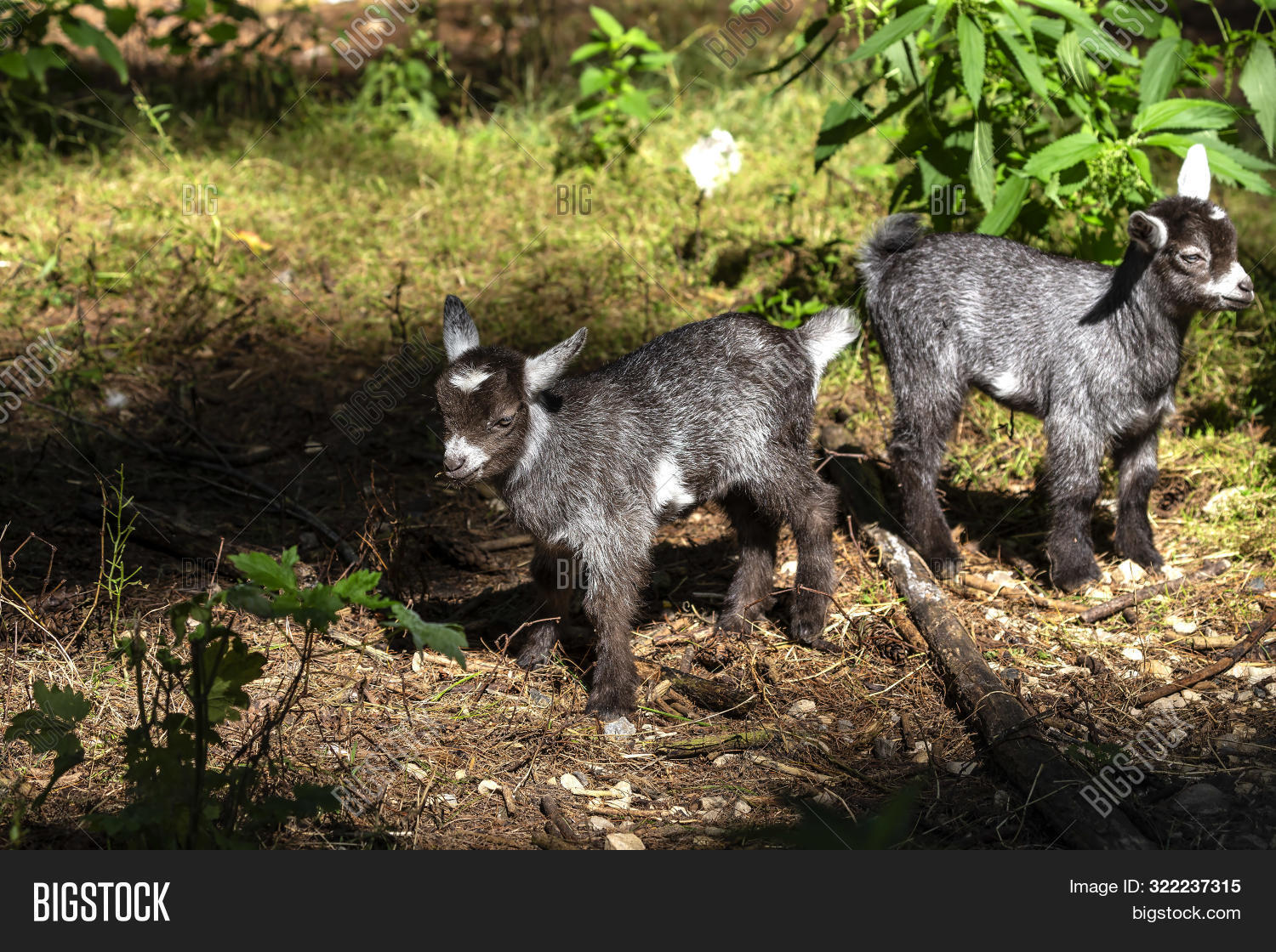 Pygmy Goat Kids Image & Photo (Free Trial) Bigstock