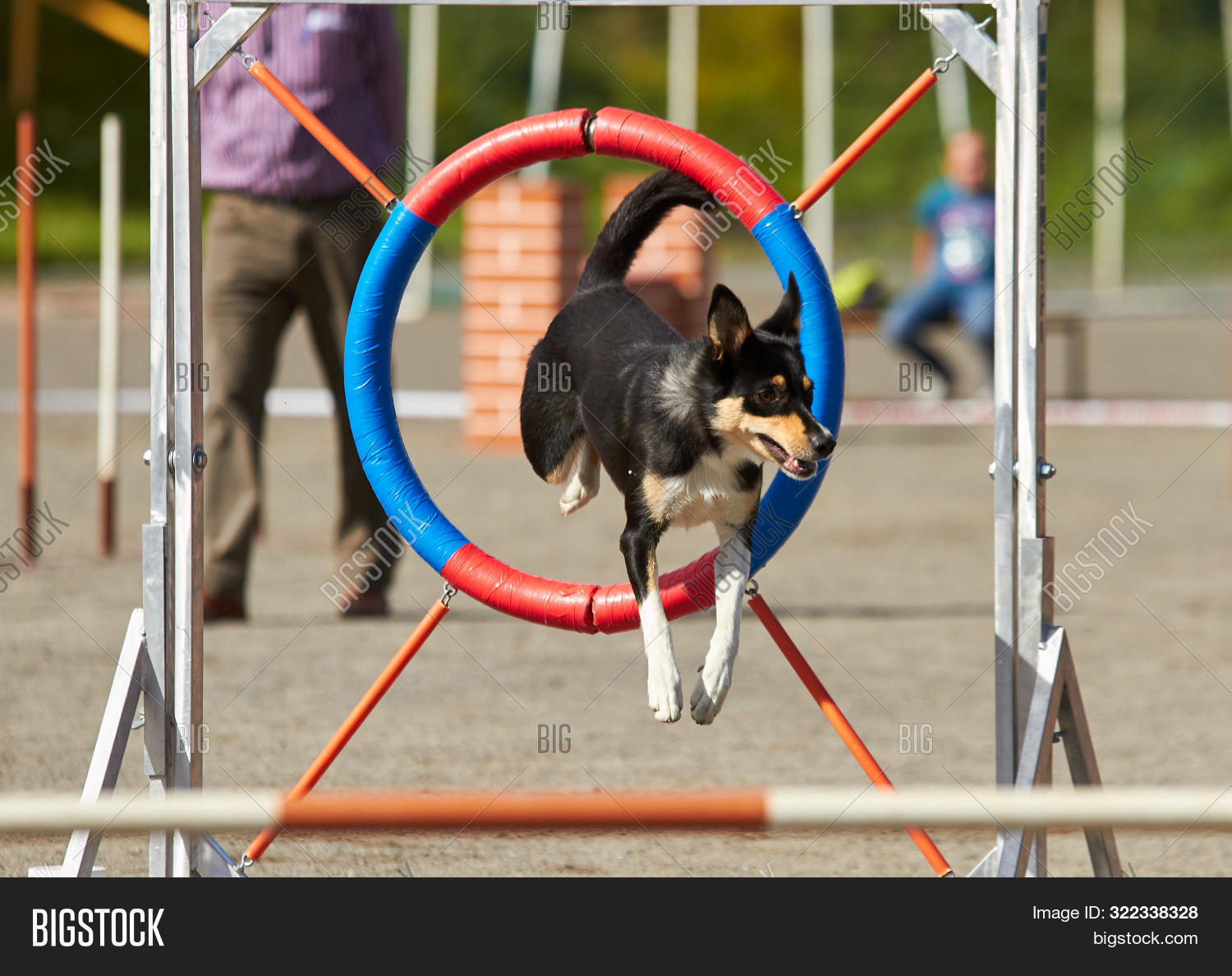 Dog Jumping On Agility Image & Photo (Free Trial) Bigstock
