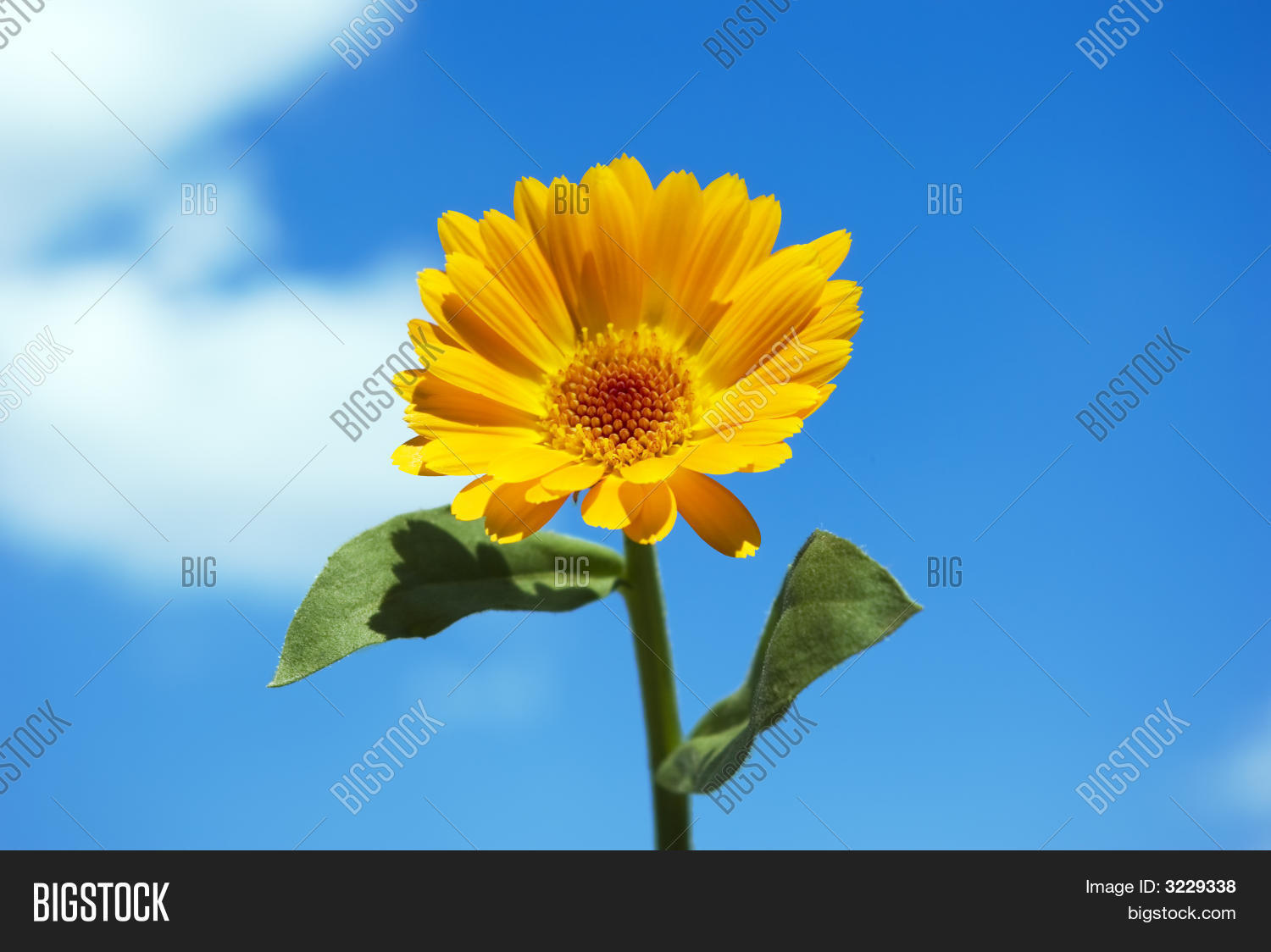 Image Preview