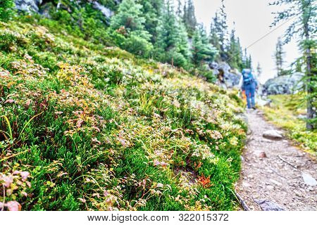 Colorful Foliage Dot The Hiking Path Along Opabin Trail In Yoho National Park