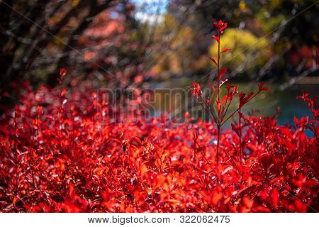 Close-up Enkianthus ( Dodan-tsutsuji ) Fall Foliage In Sunny Day. Beautiful Autumn Landscape Backgro