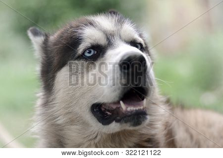 Arctic Malamute With Blue Eyes Muzzle Portrait Close Up. This Is A Fairly Large Dog Native Type