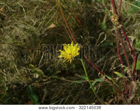 A Yellow Flower Has Grown Among The Dense Grass.