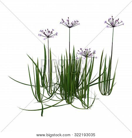 3D Rendering Butomus Umbellatus Flowers On White