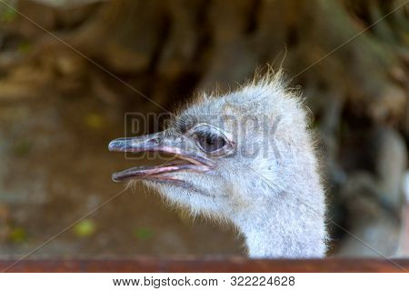 The Common Ostrich