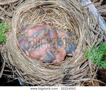 Baby robins.