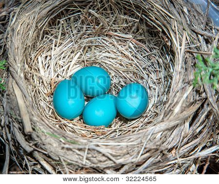 Robins tojás, majdnem kész a Hatch.