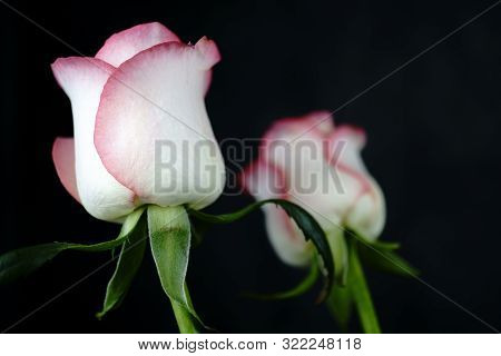 Close Up View Of A Beautiful Rose. Macro Image Of Beautiful Rose On Dark Background
