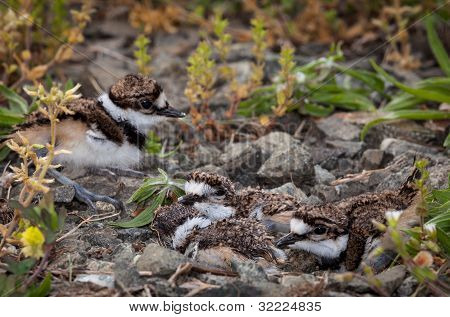 Bebek Killdeer civciv Nest yumurta ile de