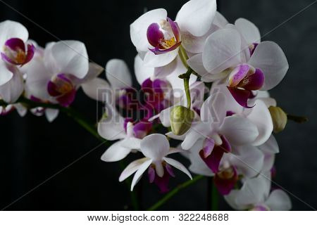 Macro View Of A Beautiful White Orchid On Dark Background. Phalaenopsis Orchid