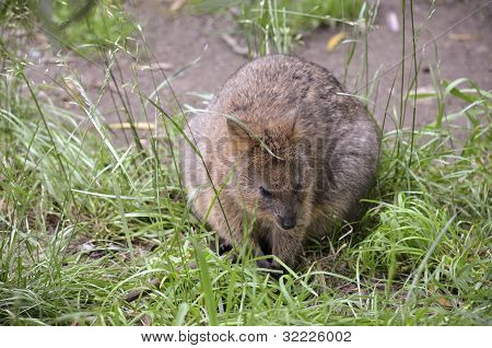 Quokka