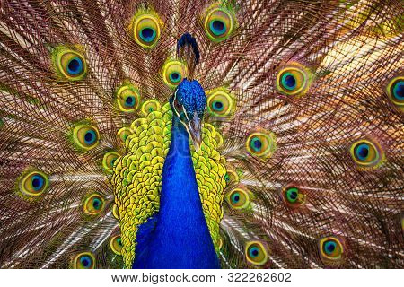 A Male Peacock Showing Its Feathers, Kauaii, Hawaii