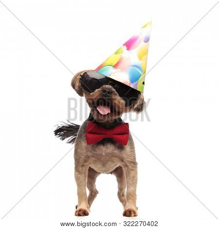 funny yorkshire terrier wearing birthdat party, sunglasses and red bowtie, sticking out tongue and panting, standing isolated on white background, full body 