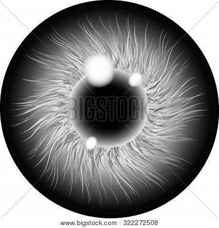 Eyes Contact Lens Grey Color Illustration Isolated On Transparent Background . Eyes Art. Woman Eye. 