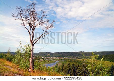 Dead Tree On The Edge Of The Mountain Village Helyulya . River Hellenici , Karelia.